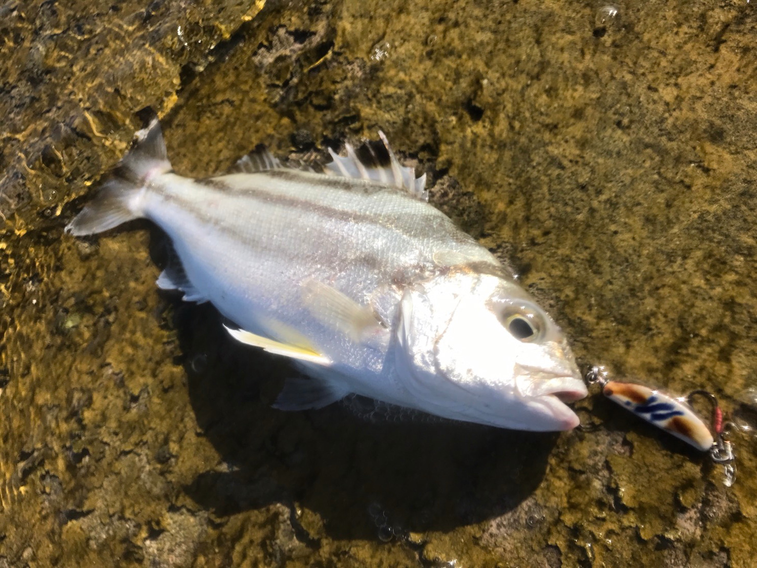 陶ジグ釣果